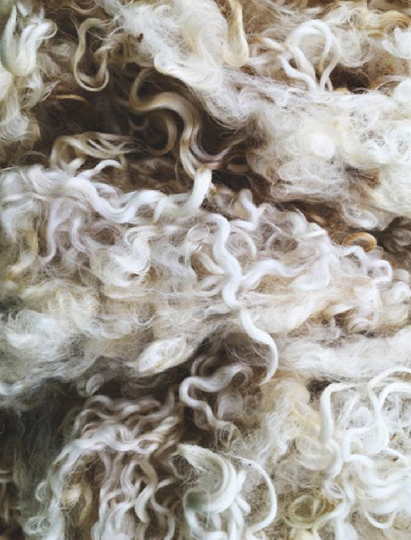 Merino sheep on an Australian farm